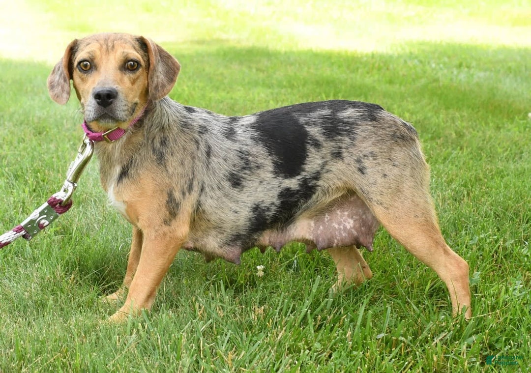 Beabull dogs for sale: Kinsley - Image 10