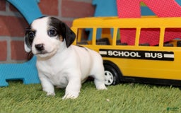 Dachshund dogs for sale: Dachshund 4 puppies - Image 12