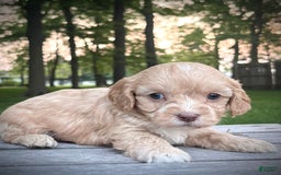 Cavapoo dogs for sale: Leo - Image 1