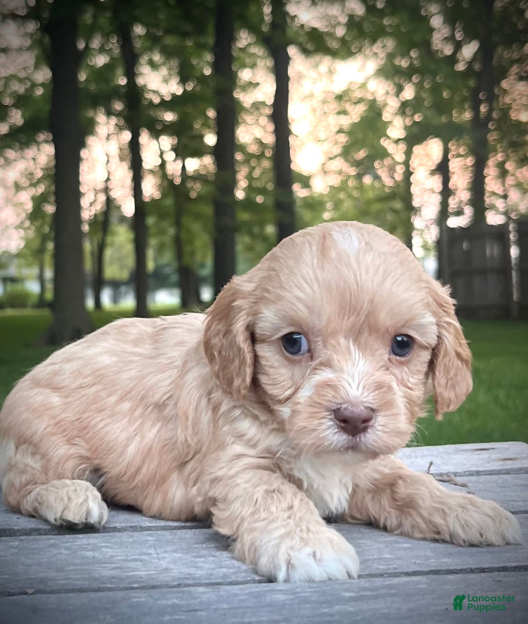 Cavapoo dogs for sale: Leo - Image 1