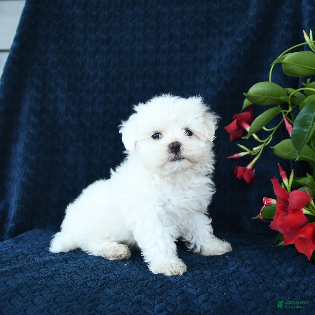 Maltese dogs for sale: Pippi - Image 5