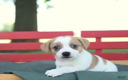 Jack Russell Terrier dogs for sale: Ranger - Image 7
