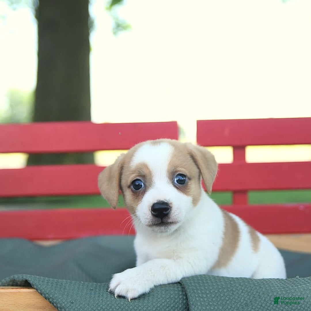 Jack Russell Terrier dogs for sale: Ranger - Image 7