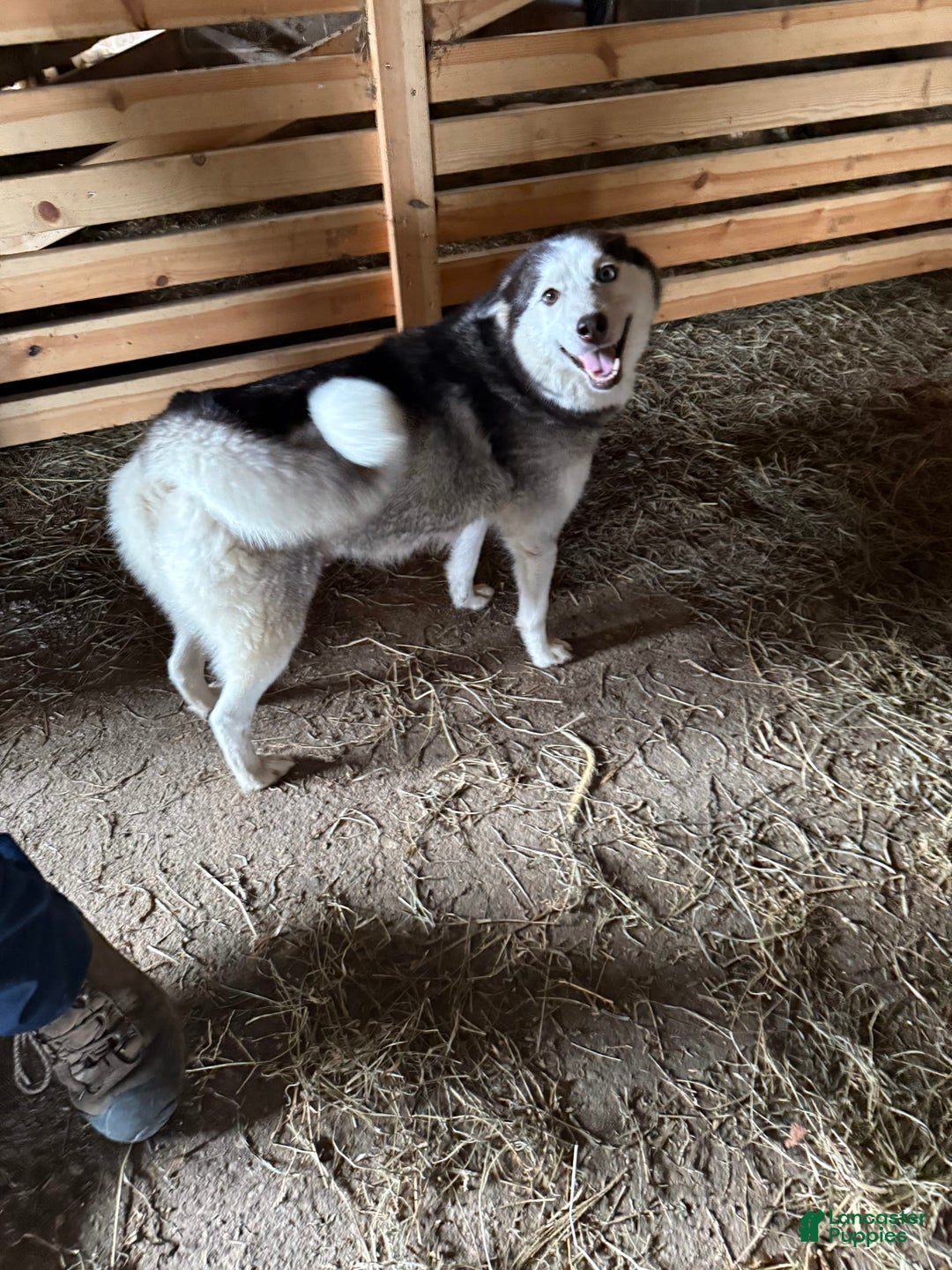 Pomsky dogs for sale: Lucy - Image 2