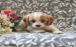 Cavapoo dogs for sale: Bambi - Image 4