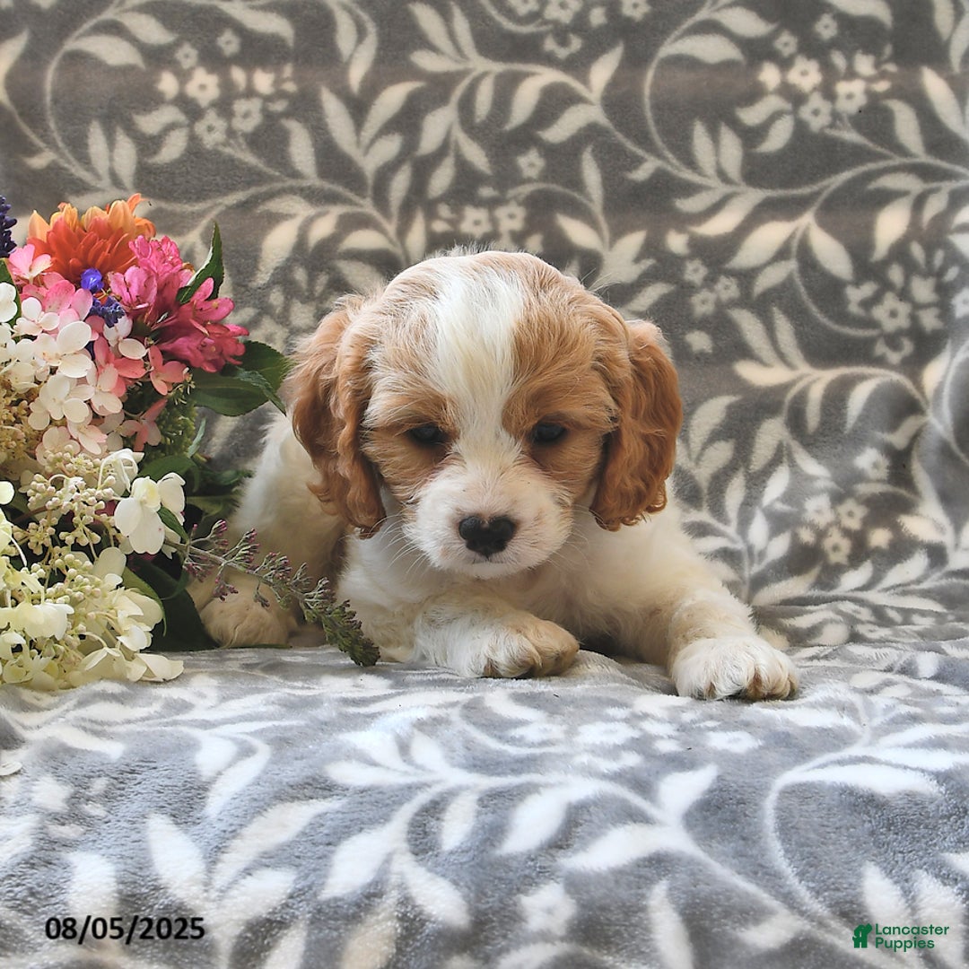 Cavapoo dogs for sale: Bambi - Image 4