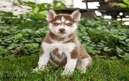 Pomsky dogs for sale: Kline - Image 4