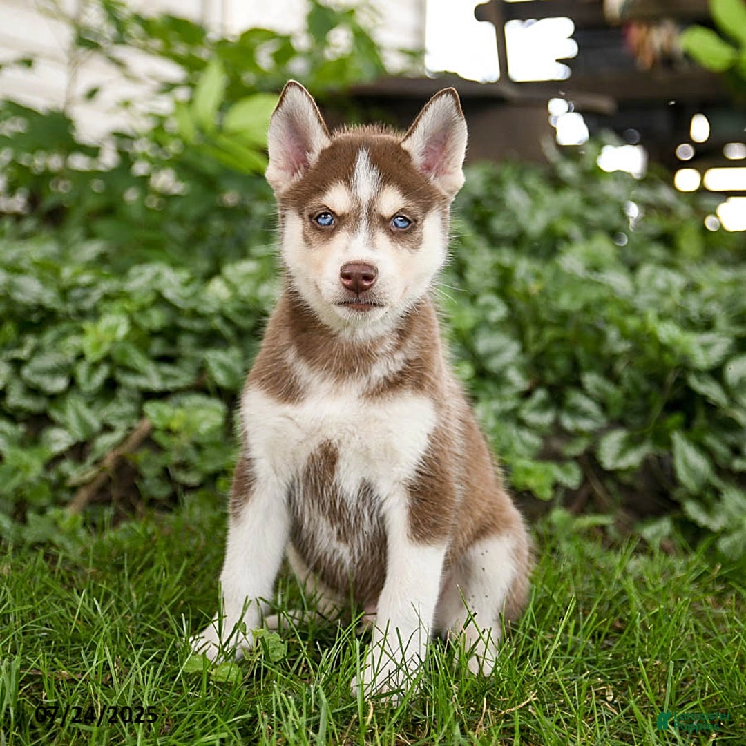 Pomsky dogs for sale: Kline - Image 4