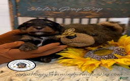 Mini Bernedoodle dogs for sale: Aelas Gray Boy - Image 7