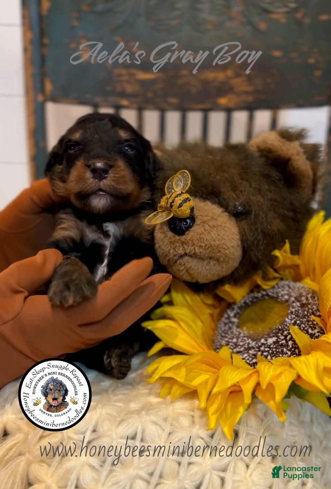 Mini Bernedoodle dogs for sale: Aelas Gray Boy - Image 7