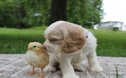 Cocker Spaniel dogs for sale: Rose - Image 7