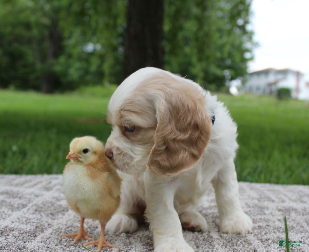Cocker Spaniel dogs for sale: Rose - Image 7