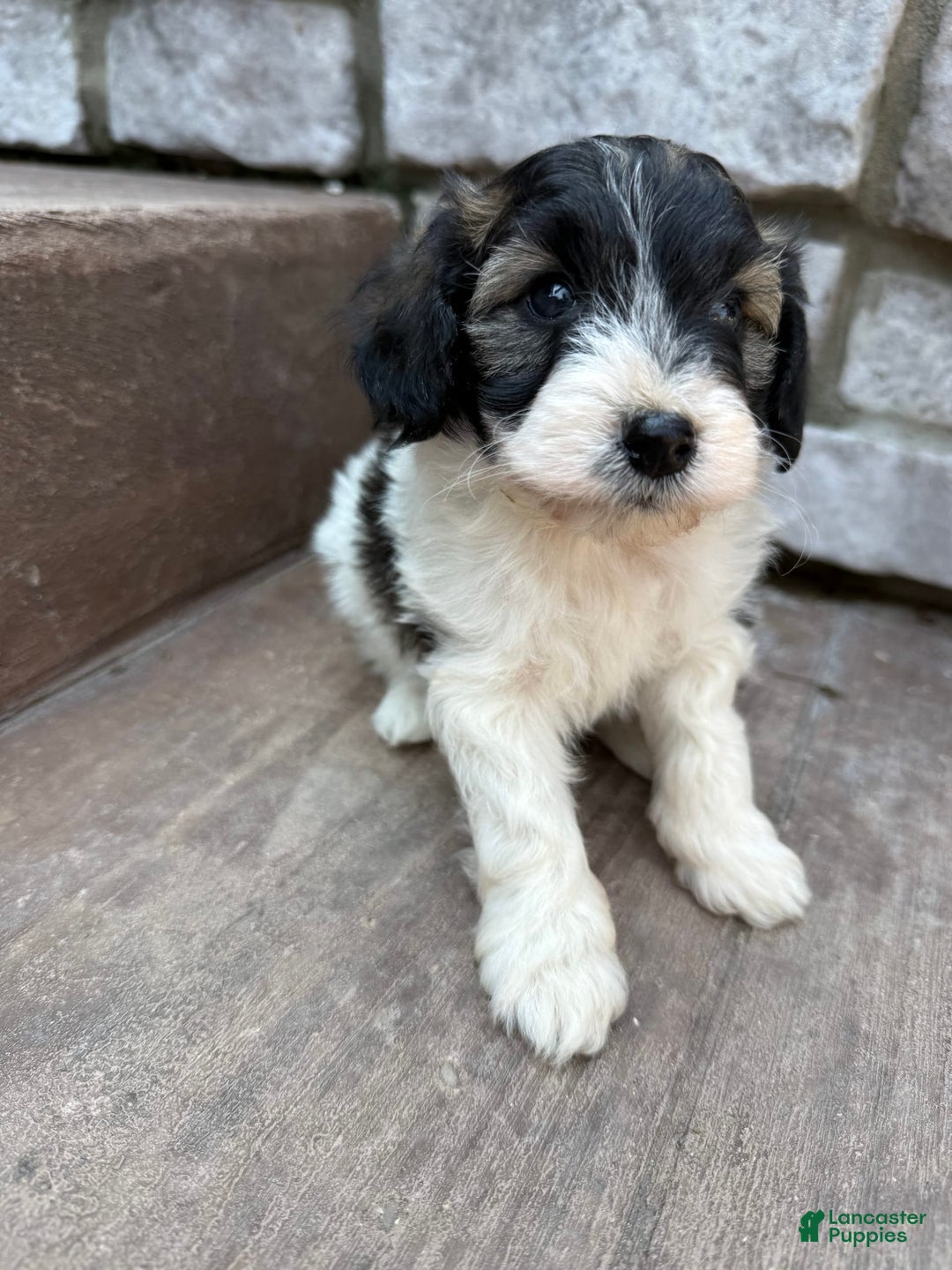 Teddy Bear dogs for sale: Evan - Image 5