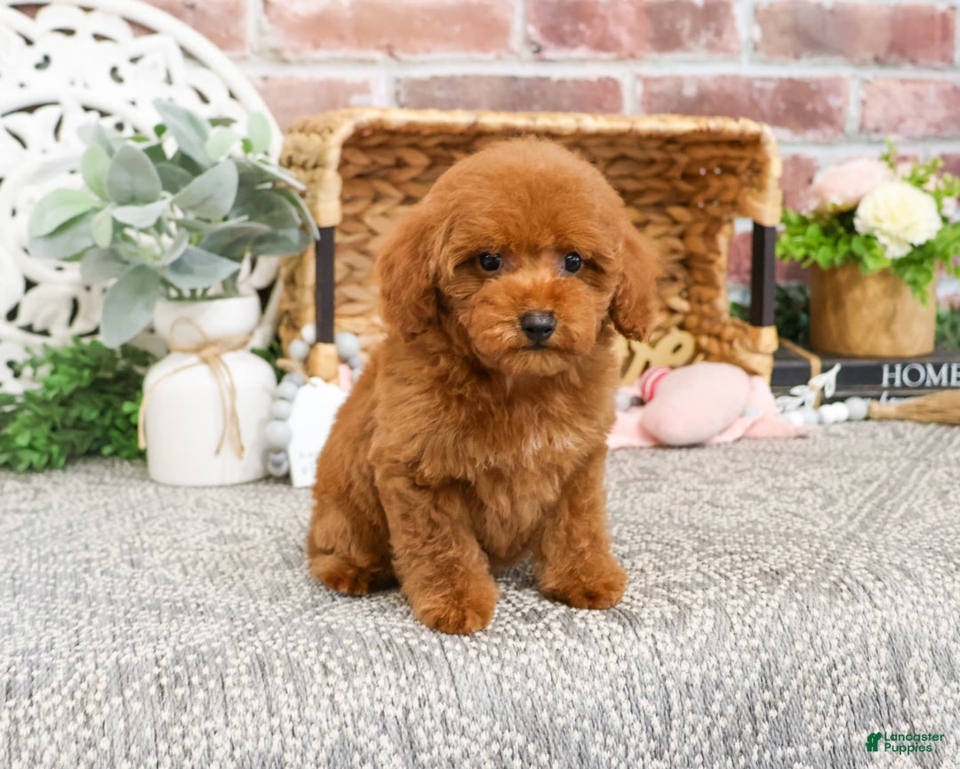 Miniature Poodle dogs for sale: Gloria - Image 5