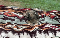 Miniature Dachshund dogs for sale: Goldie - Image 7