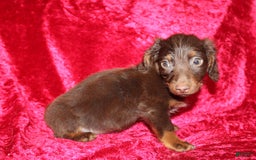Dachshund dogs for sale: Austin Mini - Image 4