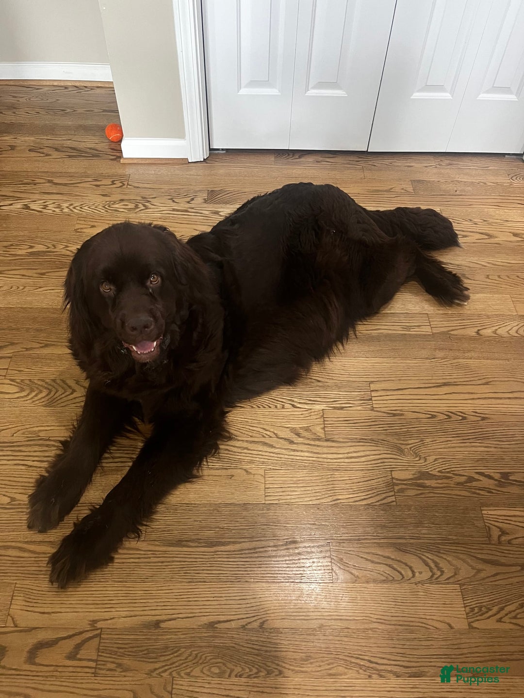 Newfoundland dogs for sale: Grey - Image 7