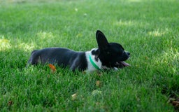 Boston Terrier dogs for sale: Zurich - Image 5