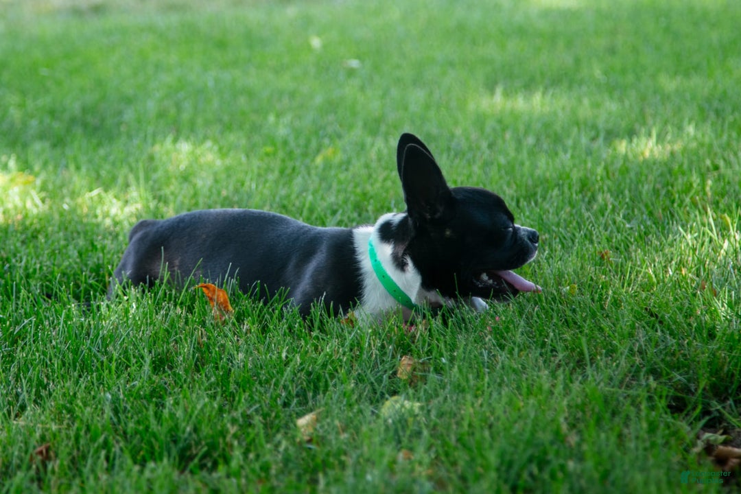 Boston Terrier dogs for sale: Zurich - Image 5