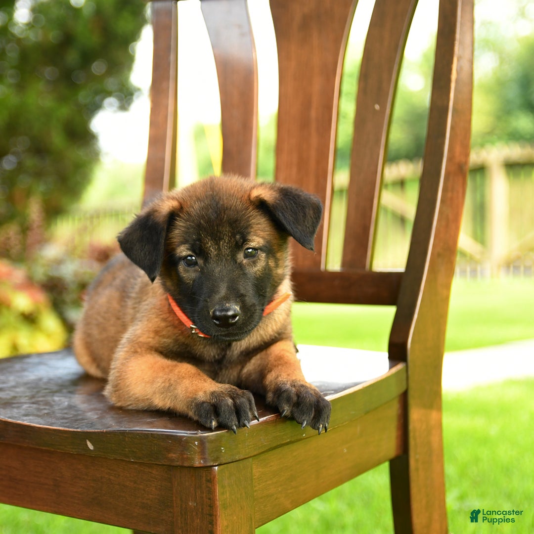 Belgian Malinois dogs for sale: Apple - Image 5