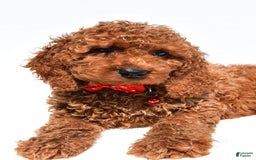 Cockapoo dogs for sale: Lance - Image 2