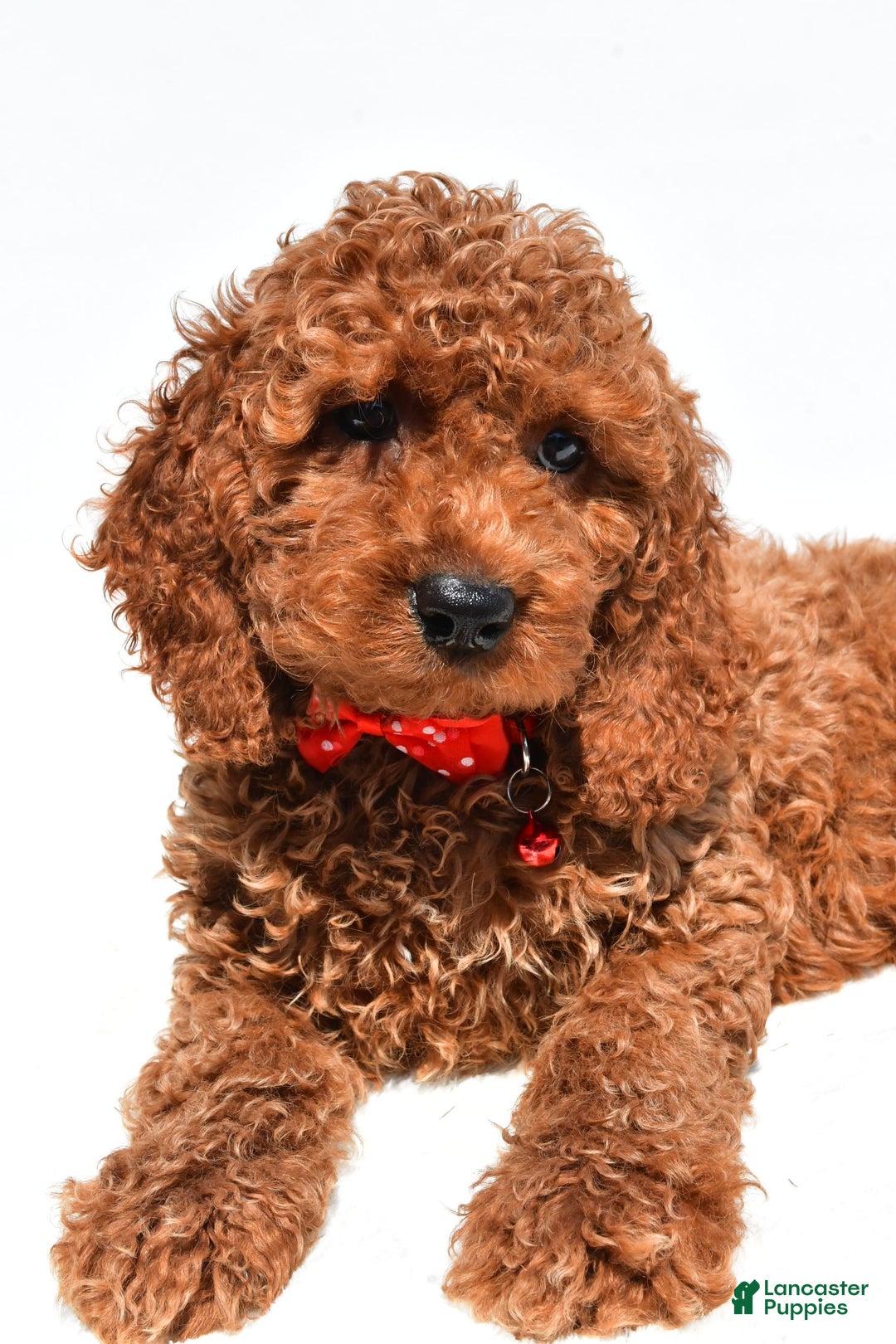 Cockapoo dogs for sale: Lance - Image 2