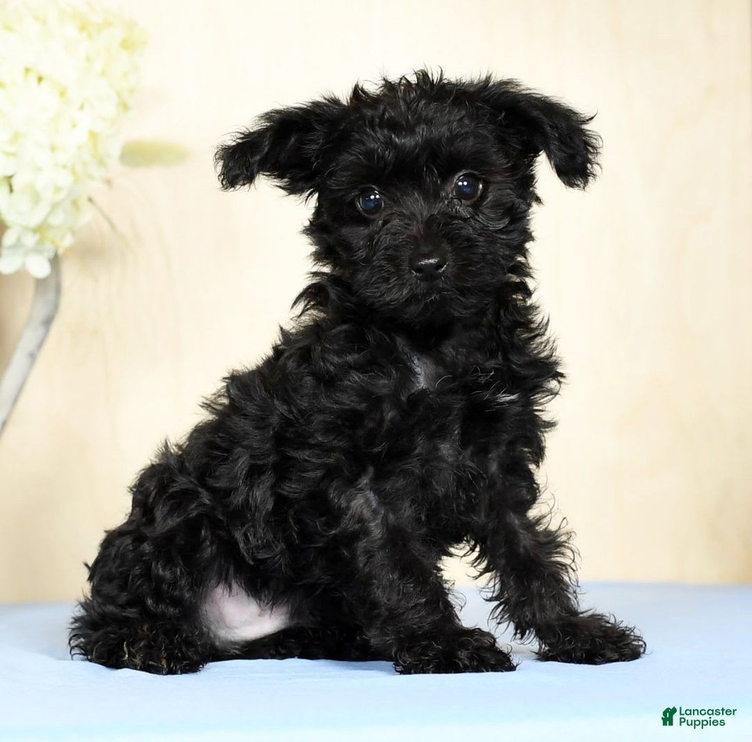 Yorkiepoo dogs for sale: Tristin - Image 2