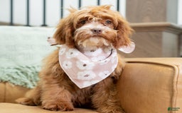 Cavapoo dogs for sale: Natalie - Image 8