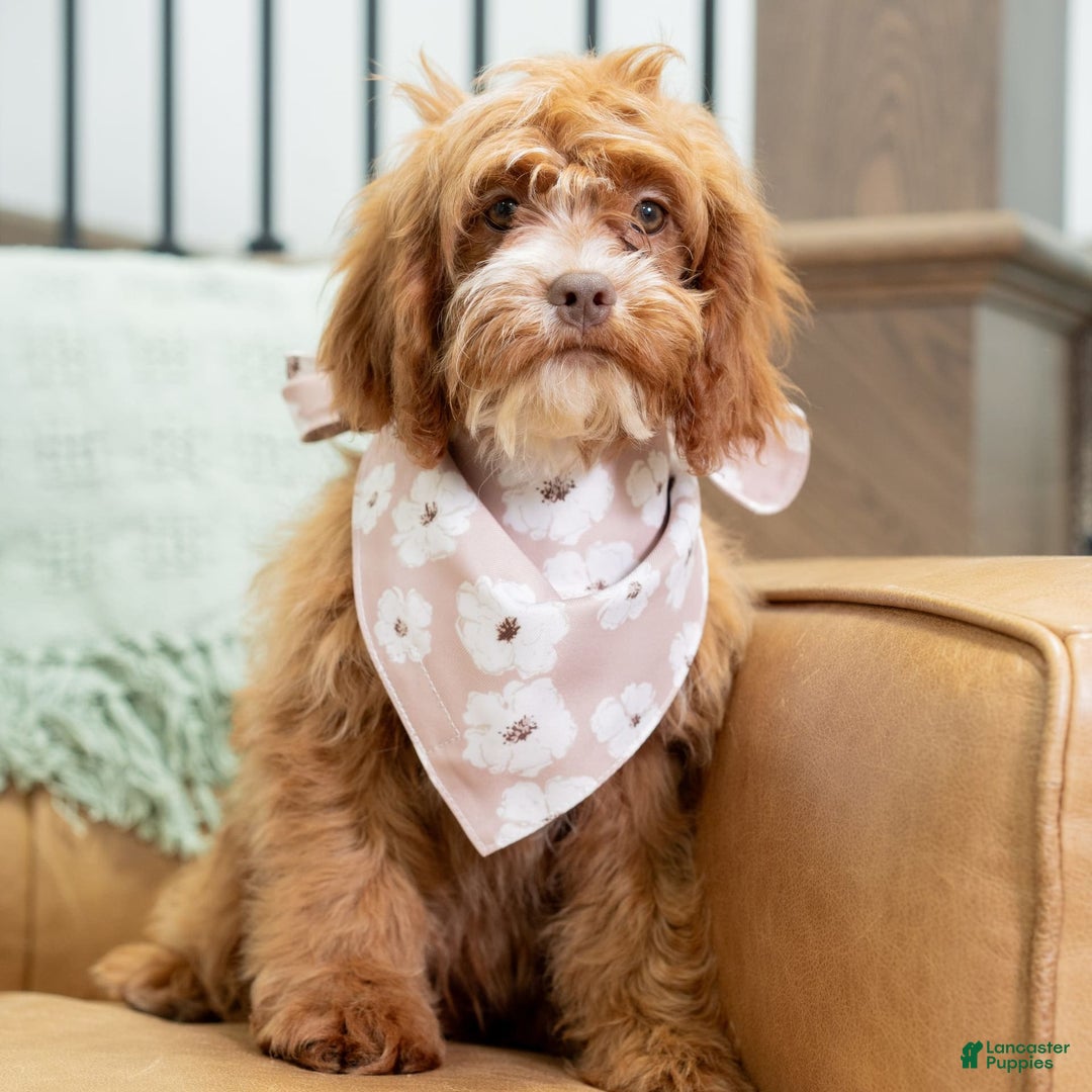 Cavapoo dogs for sale: Natalie - Image 8