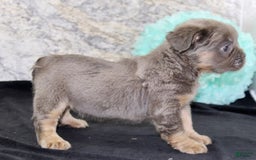 French Bulldog dogs for sale: Marline - Image 2