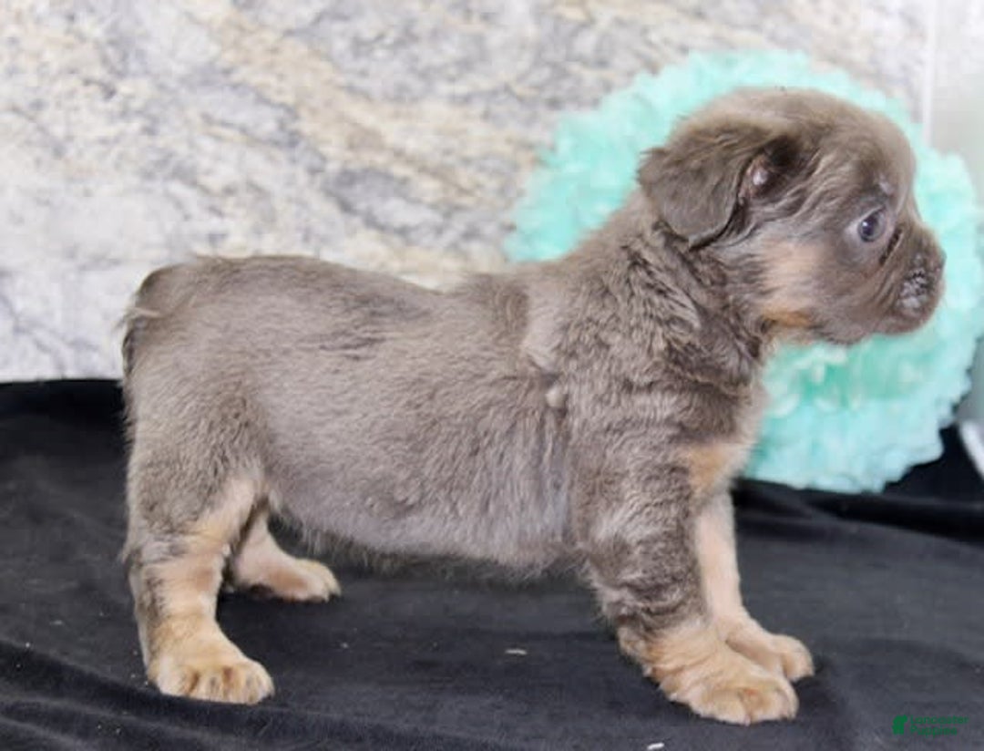French Bulldog dogs for sale: Marline - Image 2