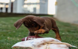 Doberman Pinscher dogs for sale: Doberman Pinscher 3 puppies - Image 8