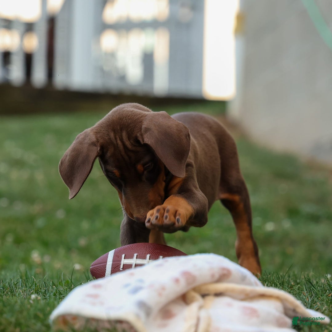 Doberman Pinscher dogs for sale: Doberman Pinscher 3 puppies - Image 8