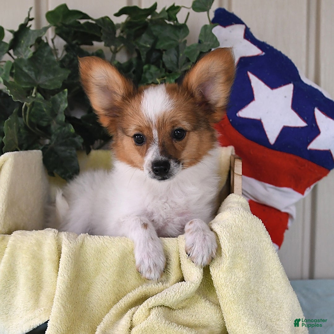 Papillon dogs for sale: Bella - Image 9
