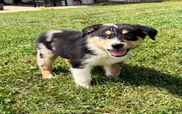 Alaskan Malamute dogs for sale: Kali - Image 3