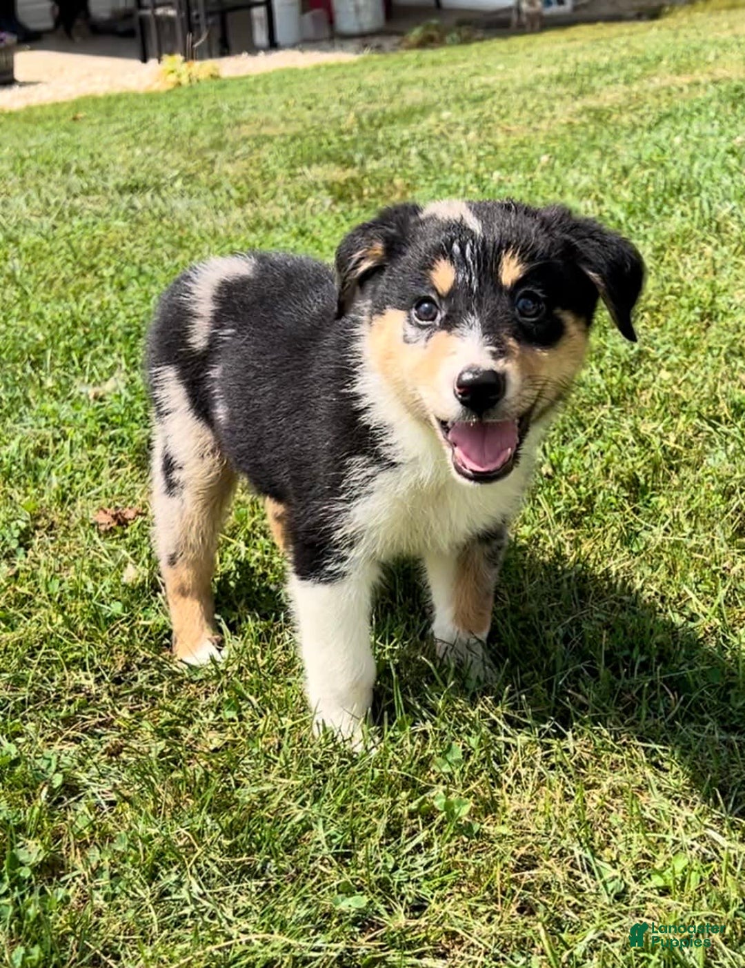 Alaskan Malamute dogs for sale: Kali - Image 3