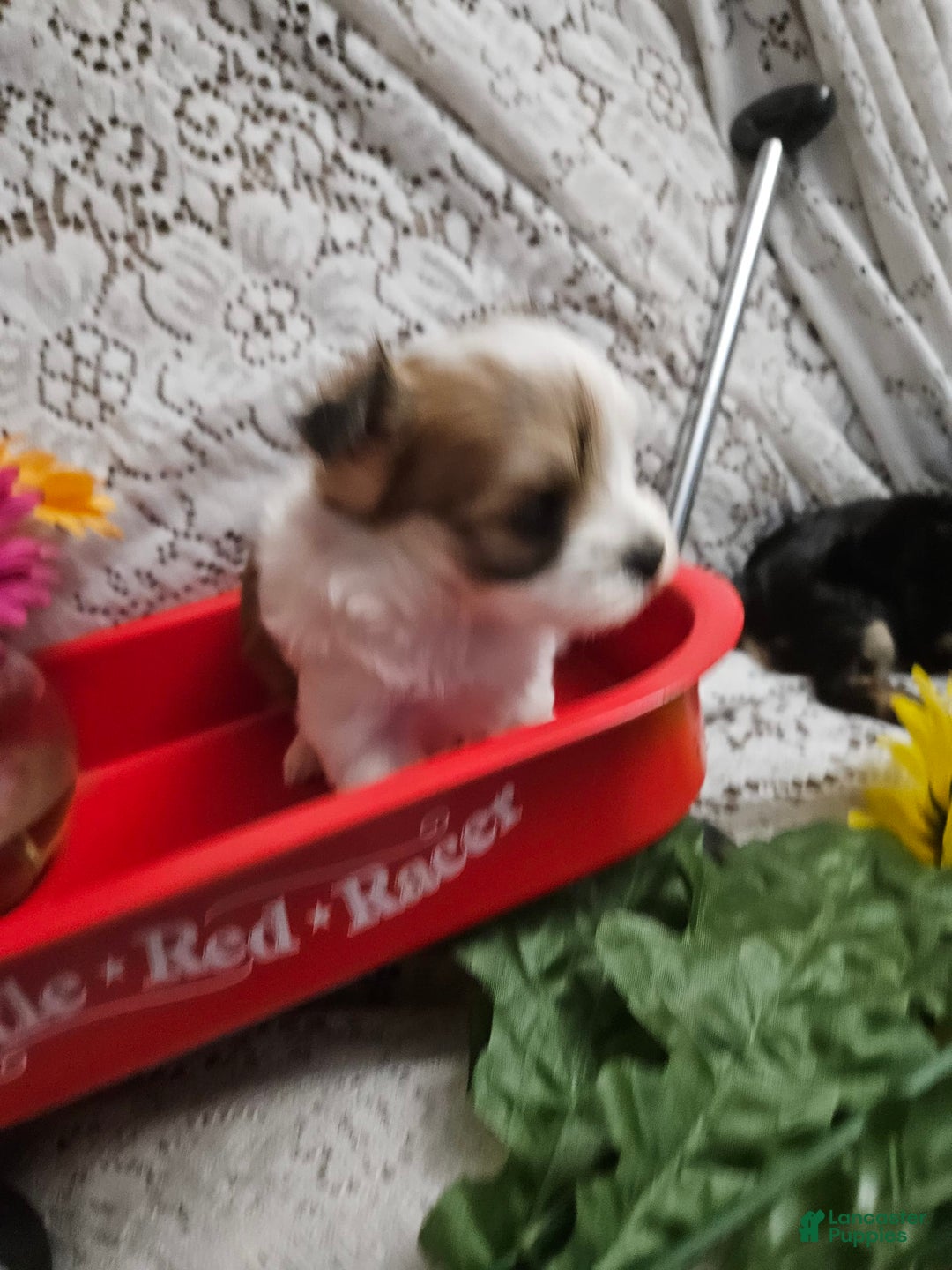 Yorkshire Terrier dogs for sale: Romeo - Image 7