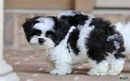 Shihpoo dogs for sale: Bingo - Image 4