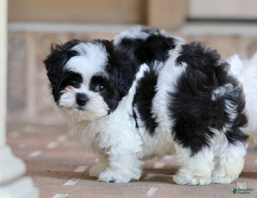Shihpoo dogs for sale: Bingo - Image 4