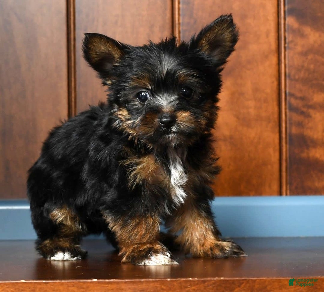 Yorkshire Terrier dogs for sale: Annabelle - Image 1