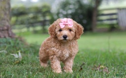 Miniature Poodle dogs for sale: Ava - Image 4