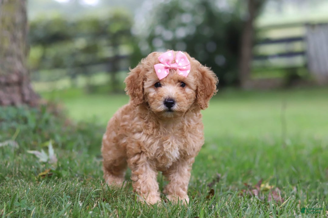 Miniature Poodle dogs for sale: Ava - Image 4