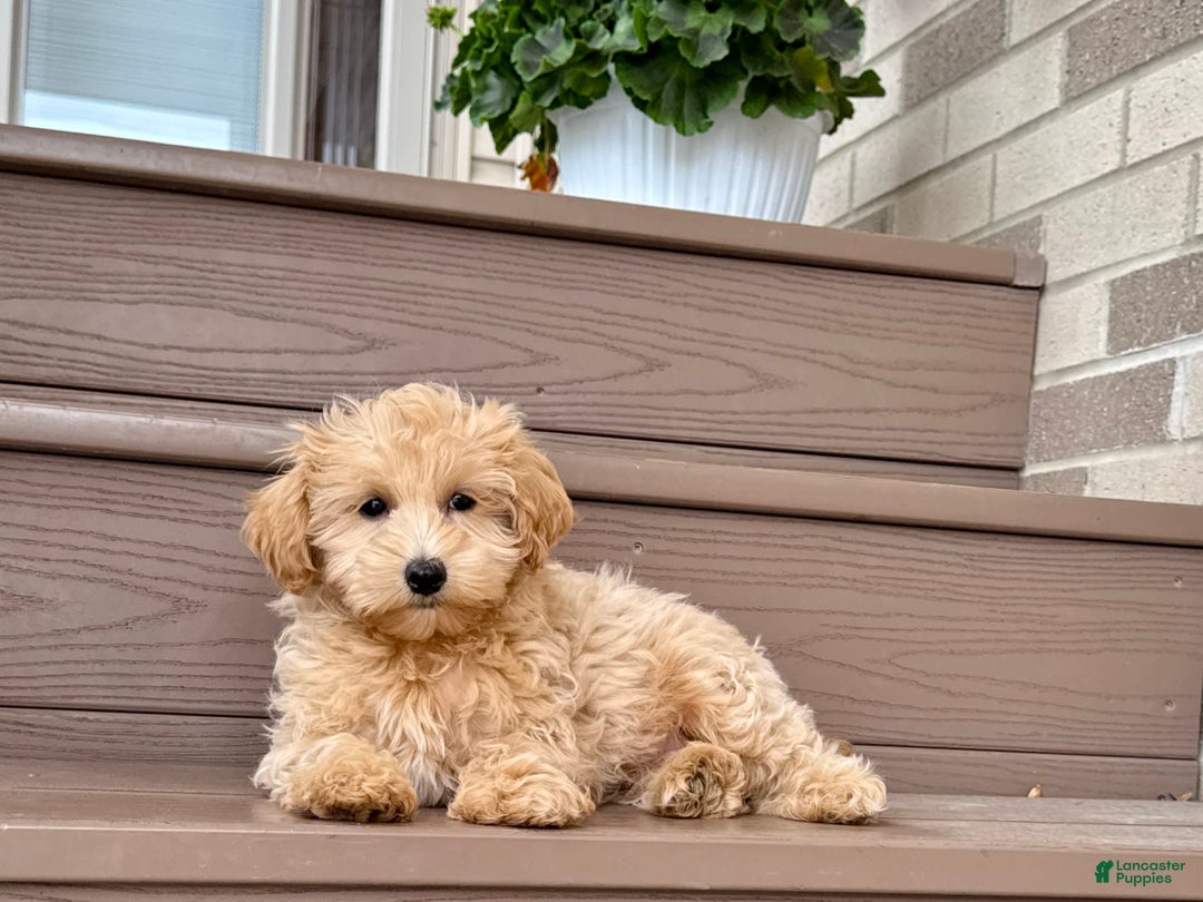 Maltipoo dogs for sale: Gordon - Image 8