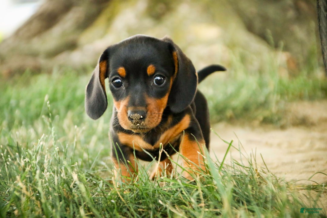 Miniature Dachshund dogs for sale: Heidi - Image 3