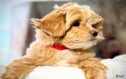 Maltipoo dogs for sale: Red Collared Boy - Image 24
