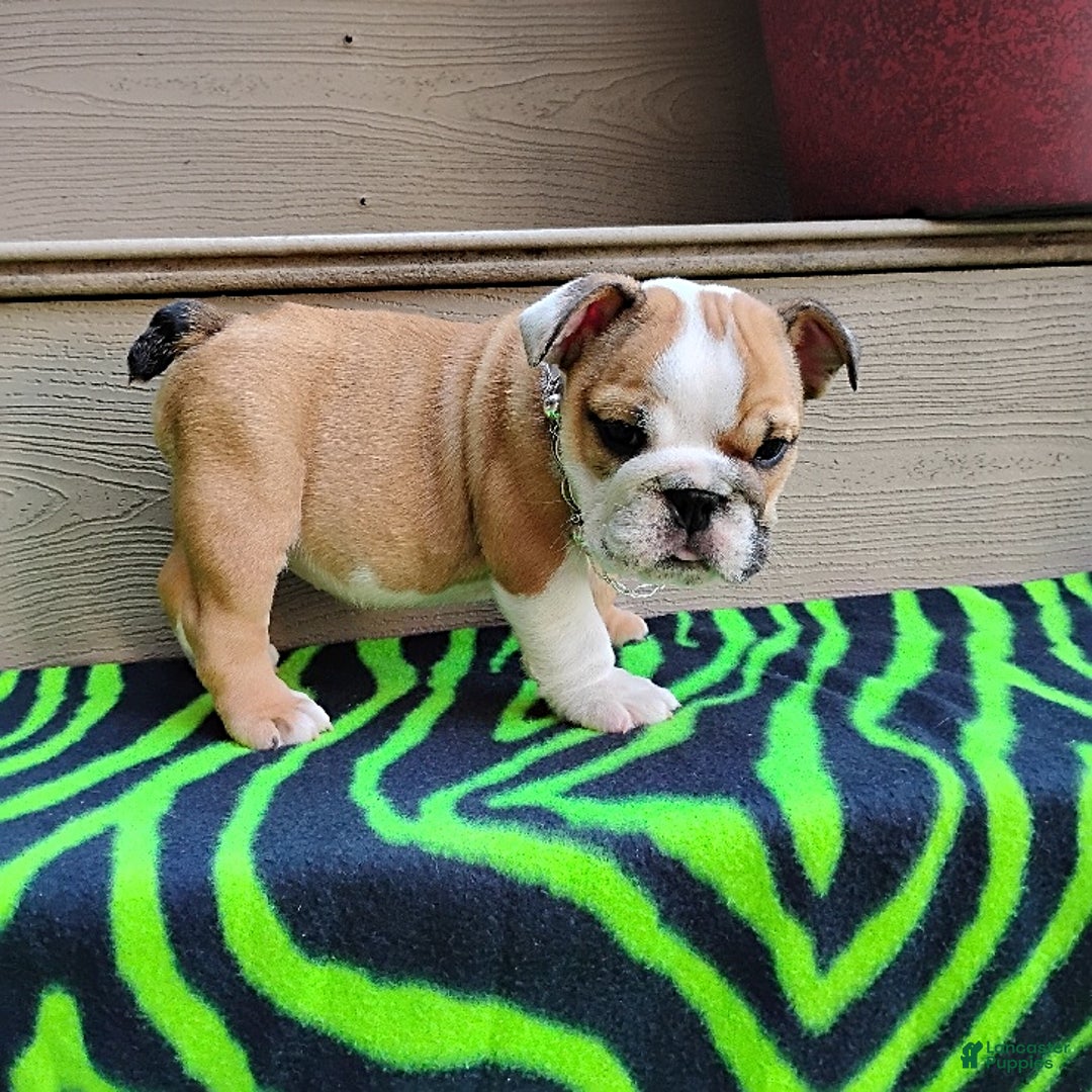 English Bulldog dogs for sale: Reba - Image 11
