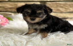 Morkie dogs for sale: ALEXIA - Image 1