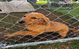 Goldendoodle dogs for sale: Daisy - Image 10