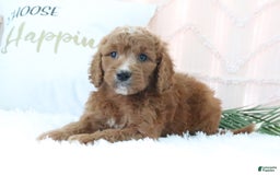 Goldendoodle dogs for sale: Brittany - Image 5