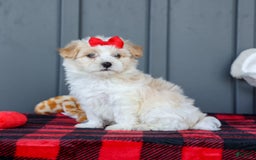 Maltipoo dogs for sale: Rubble - Image 1
